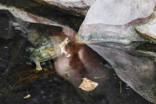 Estanque Tortuga nadando en el río en condiciones naturales — Foto de Stock