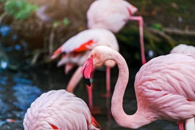 Su birikintisi arka plan üzerinde pembe flamingo yakın çekim baş detay