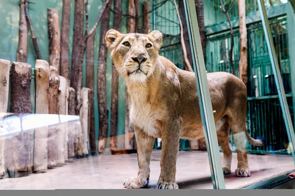 Una leona en una jaula del zoológico — Foto de Stock