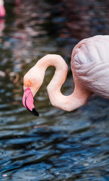 Pink flamingo close-up head detail on the water pond background