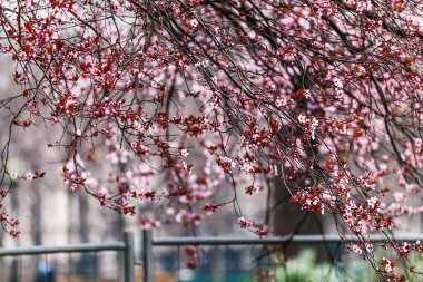 Pembe ve kırmızı bahar kiraz çiçekleri Park