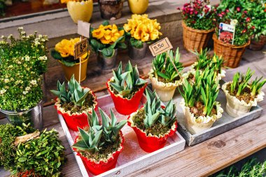 Tencere çiçekler bahar adil satışa sunulmuştur