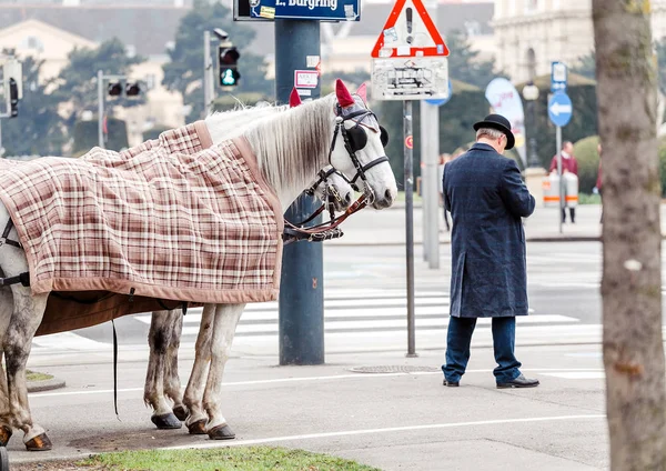 VIENNA, AUSTRIA, 23 MARCH 2017: Traditional Coachman and two white decorated horses, called Fiaker, waiting for tourists at central street of Vienna, Austria. — Stock Photo, Image