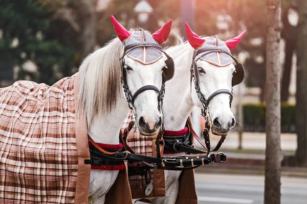 Dos hermosos caballos de carroza blancos decorados en las calles centrales de Viena, Austria — Foto de Stock