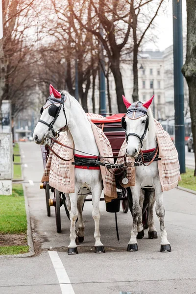 Dos hermosos caballos de carroza blancos decorados en las calles centrales de Viena, Austria — Foto de Stock