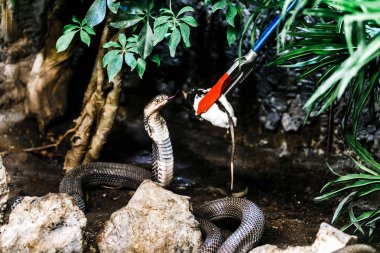 Beyaz fare hayvanat bahçesinde yemek engerek yılanı