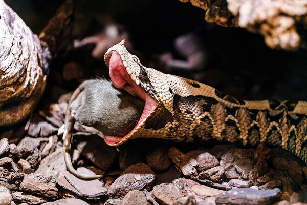 Битис Габоника или Габун Вайпер в зоопарке, поедающие большую крысу
