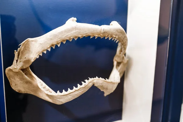 Haifischkieferknochen und -zähne im Museum — Stockfoto