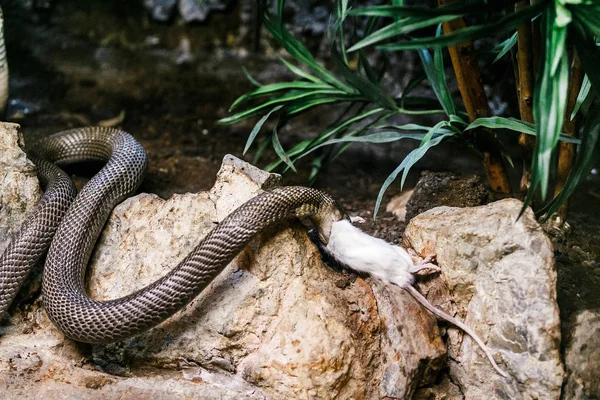 Viper snake eating white rat in the zoo — Stock Photo, Image