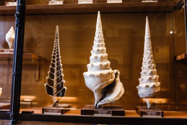 24 MARCH 2017, VIENNA, AUSTRIA: Fossiled sea shells Campanile giganteum in a showcase in the Museum of Natural History clipart