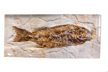 24 Şubat 2017, Viyana, Avusturya: Tarih öncesi balık iskelet fosiller iskelet içinde Doğal Tarih Müzesi, paleontoloji kavramı