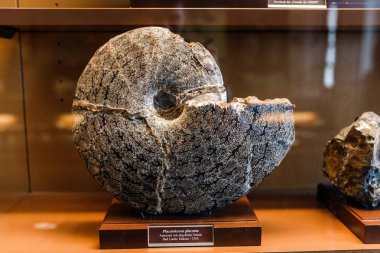 24 Şubat 2017, Viyana, Avusturya: Viyana doğa tarihi Müzesi'nde fosil büyük sarmal kabuk kireçtaşı ammonit