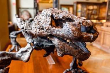 24 Şubat 2017, Viyana, Avusturya: dinozor sürüngen iskeletleri sergi, Museum of Natural History, Viyana görüntülenen.