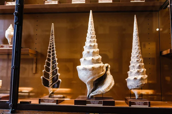 24 MARZO 2017, VIENNA, AUSTRIA: Conchiglie fossili Campanile giganteum in vetrina al Museo di Storia Naturale — Foto Stock