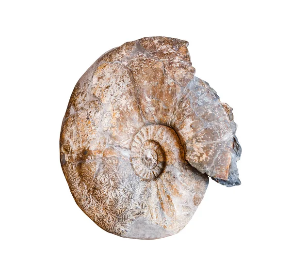Fosilleşmiş Ammonit beyaz izole — Stok fotoğraf