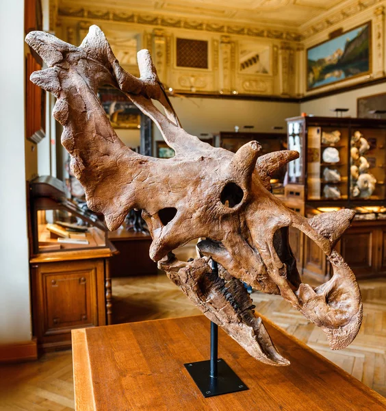 24 maart 2017, Wenen, Oostenrijk: Fossiled tentoonstelling van de schedel van de triceratops dinosaurus op de tentoonstelling in het Natural History Museum in Wenen — Stockfoto