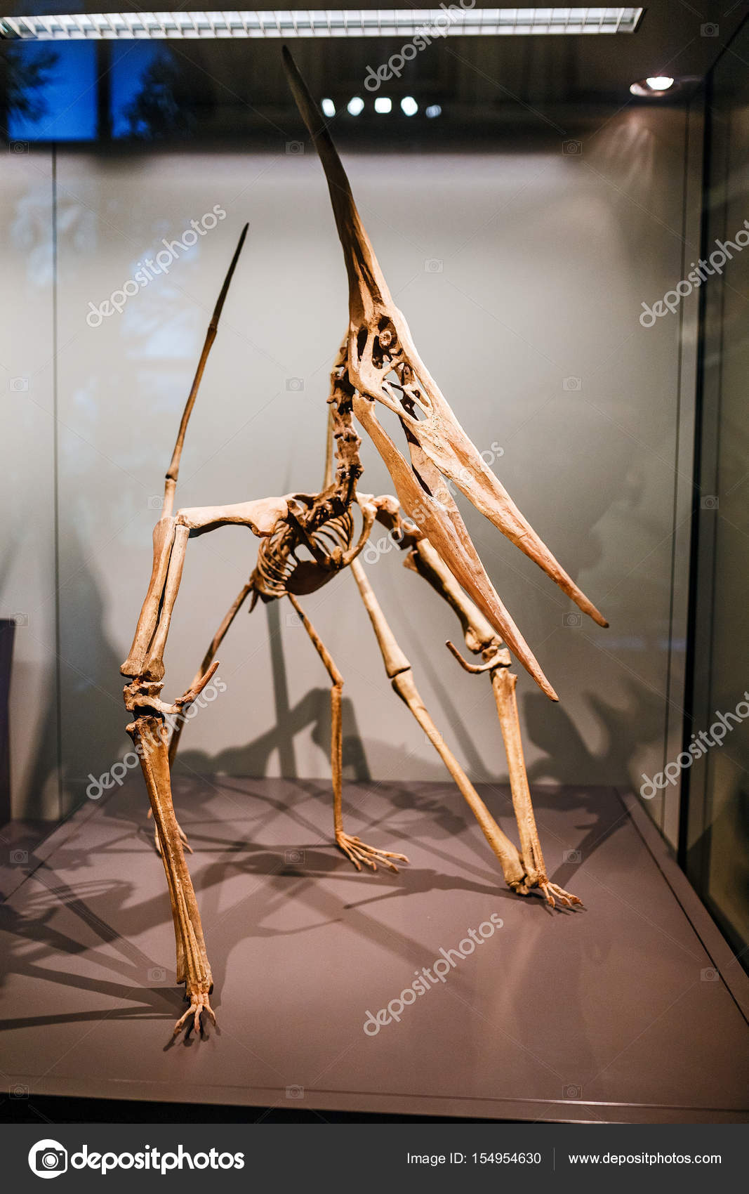 pterodactyl skeleton