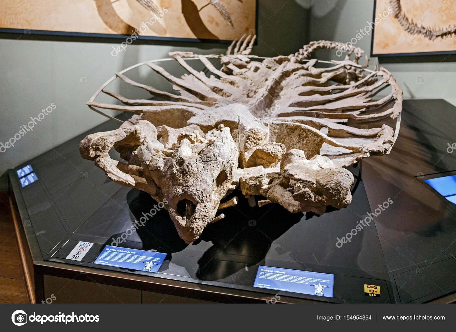 24 March 17 Vienna Museum Of Natural History Austria Archelon Is A Giant Sea Tortoise Of The Cretaceous Period The Largest Of The Known Turtles Stock Editorial Photo C Frantic00 24 March 17 Vienna Museum Of Natural History Austria Archelon Is A Giant Sea Tortoise Of The Cretaceous Period The Largest Of The Known Turtles Stock Editorial Photo C Frantic00