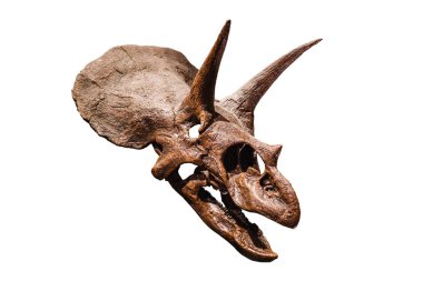 Triceratops dinozor fosil kafatası üzerinde beyaz izole