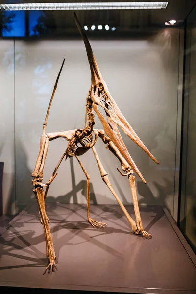 24 марта 2017, ВЕНА, МУЗЕЙ НАЦИОНАЛЬНОЙ ИСТОРИИ, Австрия: Скелет огромного летающего динозавра птеродактиля с клювом и крыльями на выставке в музее — стоковое фото