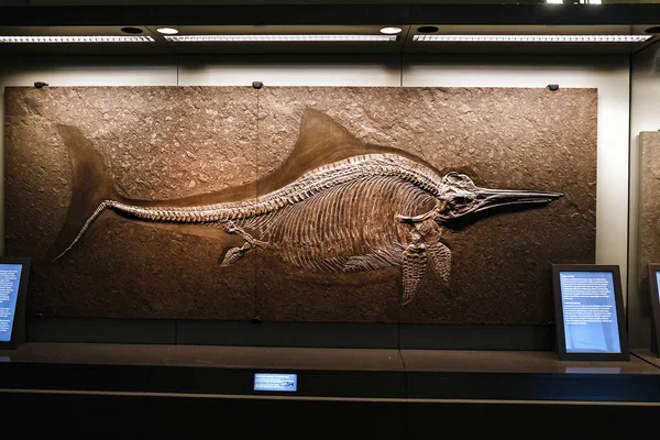 24 Μαρτίου 2017, Βιέννη, Μουσείο Φυσικής Ιστορίας, Αυστρία: απολιθωμένο σκελετό της Ichthyosaurus είναι ένα γένος των εξαφανισμένων θαλάσσιων ερπετών από την πρώιμη Ιουρασική περίοδο — Φωτογραφία Αρχείου
