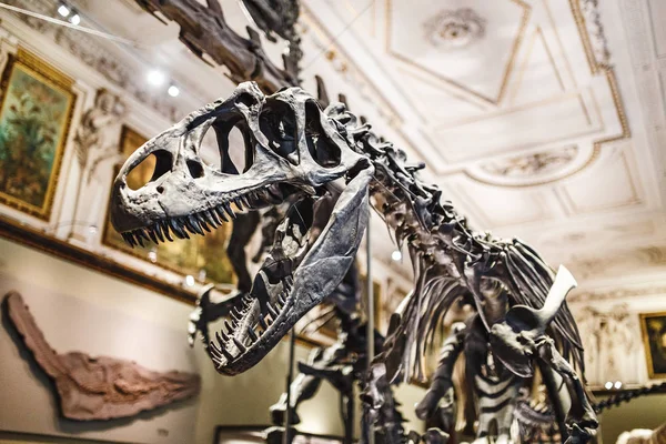 24 MARZO 2017, VIENA, MUSEO DE HISTORIA NATURAL, AUSTRIA: Esqueletos de enormes dinosaurios de Diplodocus y velozeraptor en el interior del museo — Foto de Stock