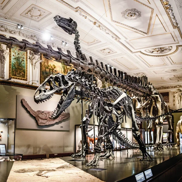 24 MARZO 2017, VIENA, MUSEO DE HISTORIA NATURAL, AUSTRIA: Esqueletos de enormes dinosaurios de Diplodocus y velozeraptor en el interior del museo — Foto de Stock