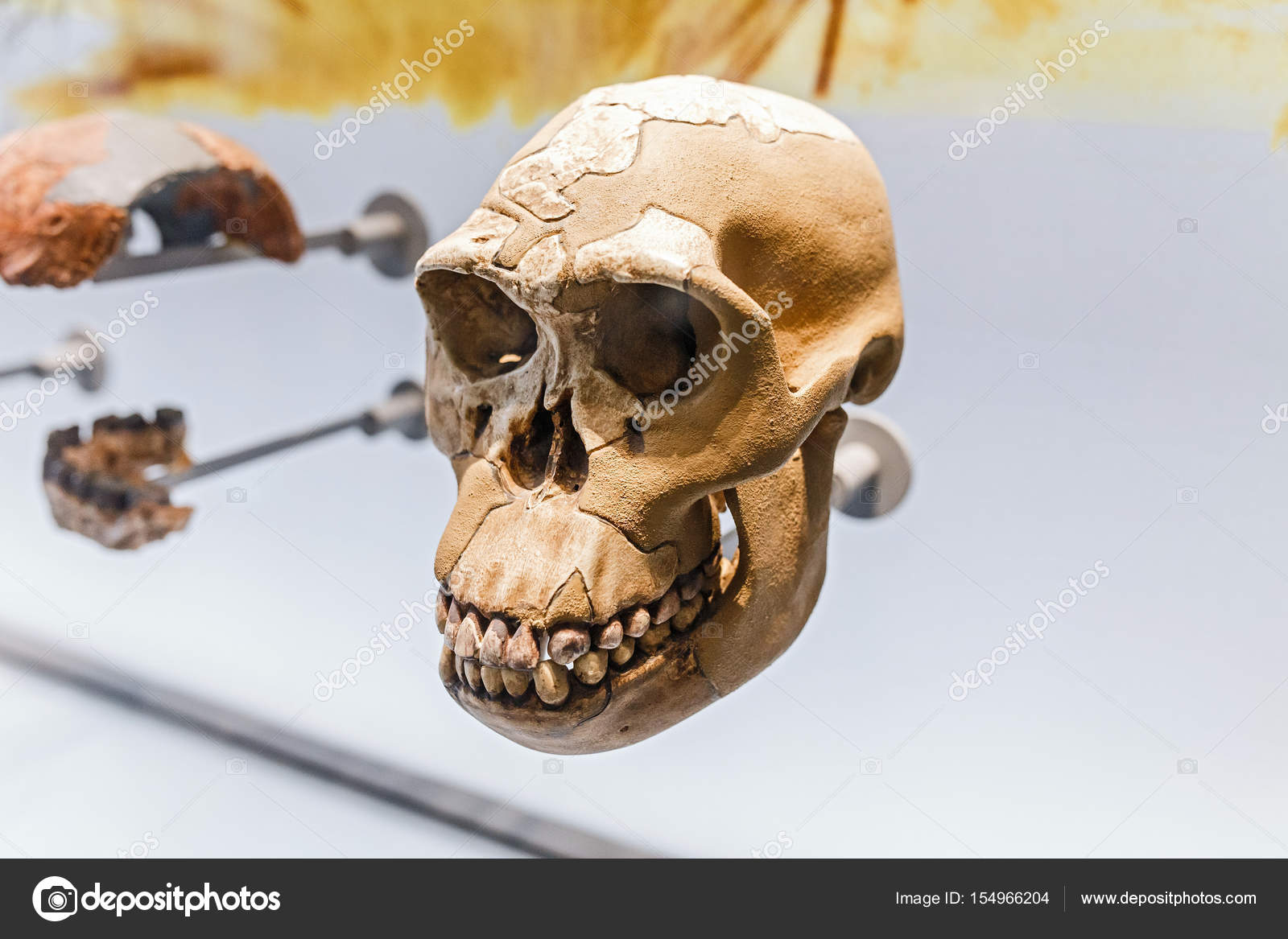 24 3 월 2017, 비엔나, 오스트리아의 자연 역사 박물관: 박물관에서 홀에 네안데르탈인 사람들의 선사 시대 오래 된 두개골 —  스톡 에디토리얼 사진 © frantic00 #154966204, image size:1600x1167