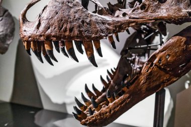 24 Mart 2017, Viyana, Doğal Tarih Müzesi, Avusturya: fosilleşmiş dinozor Tyrannosaurus Rex'in kafatası Müzesi'nde