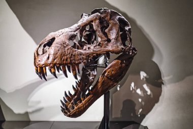 24 Mart 2017, Viyana, Doğal Tarih Müzesi, Avusturya: fosilleşmiş dinozor Tyrannosaurus Rex'in kafatası Müzesi'nde