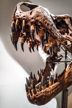 24 Mart 2017, Viyana, Doğal Tarih Müzesi, Avusturya: fosilleşmiş dinozor Tyrannosaurus Rex'in kafatası Müzesi'nde