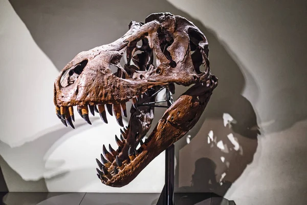 24 марта 2017, ВЕНА, МУЗЕЙ НАЦИОНАЛЬНОЙ ИСТОРИИ, Австрия: Окаменелый динозавр черепа тираннозавра Рекса в музее — стоковое фото