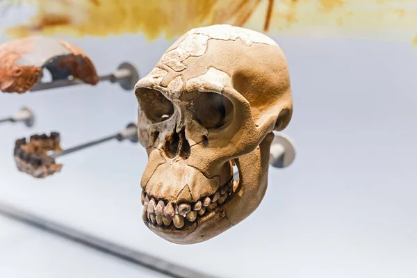 24 MARS 2017, VIENNE, MUSÉE DE L'HISTOIRE NATUREL, AUTRICHE : Crânes préhistoriques anciens des Néandertaliens dans une salle d'un musée — Photo