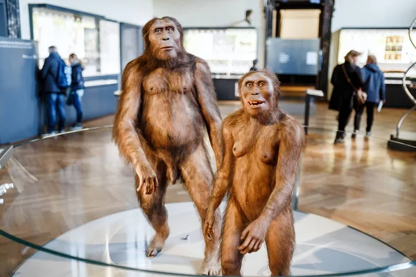 24 mars 2017, Wien, Naturhistoriskt Museum, Österrike: installationen visar förhistoriska anfäder man homo erectus — Stockfoto