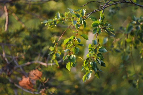 Trunk and green leaves detail close-up of a birch in forest