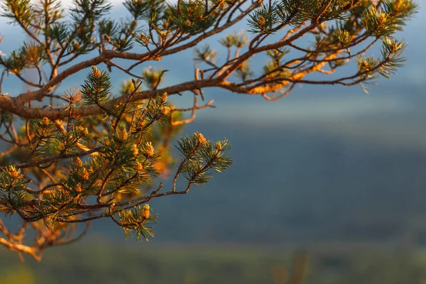 Gröna grenen av tallen som närbild på naturliga bachground — Stockfoto
