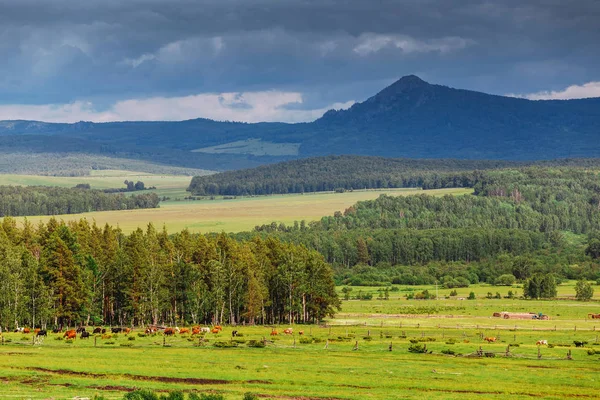 Idilli nyári táj a hegyek, friss zöld réten legelésző tehenek legelők — Stock Fotó