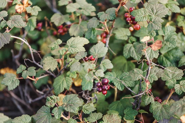 Wild Mountain currant ribes alpinum - branch with the berries — Stock Photo, Image