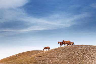 Bir sarı mera ve mavi gökyüzü arka plan karşı çim yeme kayalık tepenin üzerinde bir sürüsü içinde Vahşi atlar
