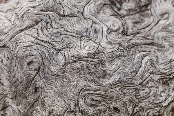 Textur eines alten verwitterten rissigen Holzes sieht aus wie ein Gehirn — Stockfoto