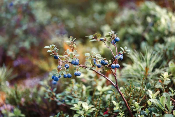 Almoço de mirtilos selvagens na floresta de taiga — Fotografia de Stock