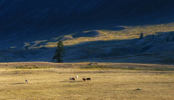 Pequeño rebaño de vacas pastando en laderas de montaña —  Fotos de Stock