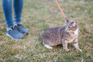 Tasma kedi evin yanında çimlerde yürüyor