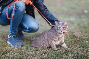 Güzel kız evin yanında bir leash üzerinde bir kedi ile yürüyüş