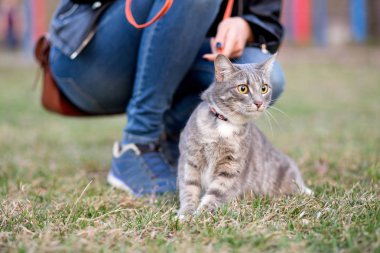 Güzel kız evin yanında bir leash üzerinde bir kedi ile yürüyüş