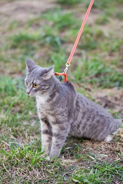 The cat on the leash walks on the grass near the house