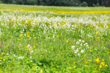 Yaz gününde kır çiçekleri ile çim sahası.