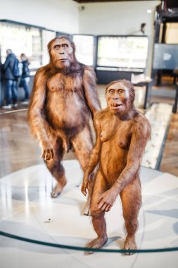 24 MARCH 2017, VIENNA, MUSEUM OF NATURAL HISTORY, AUSTRIA: Two ancient prehistoric man male and female Neanderthal man demonstrate the theory of evolution of Darwin clipart