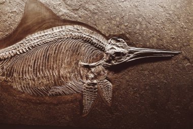 24 Mart 2017, Viyana, Doğal Tarih Müzesi, Avusturya: Ichthyosaurus fosil iskelet erken Jurassic dönem soyu tükenmiş deniz sürüngenleri cinsidir