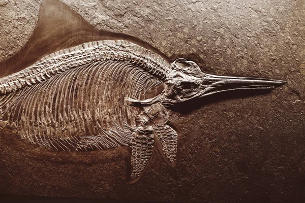 24 Mart 2017, Viyana, Doğal Tarih Müzesi, Avusturya: Ichthyosaurus fosil iskelet erken Jurassic dönem soyu tükenmiş deniz sürüngenleri cinsidir — Stok fotoğraf
